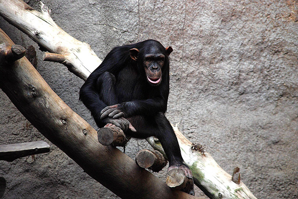 Zoo Leipzig (D40X) DSC 5149 x