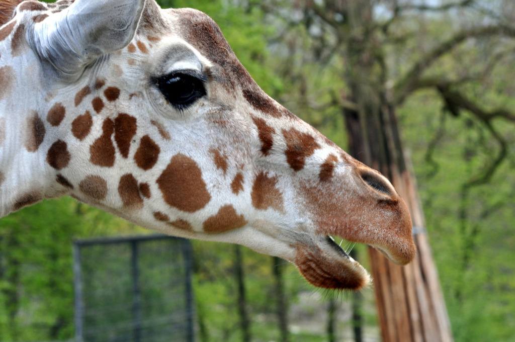 Zoo Münster 220412 015