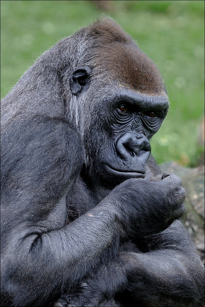 Zoo Münster 26.06.2011