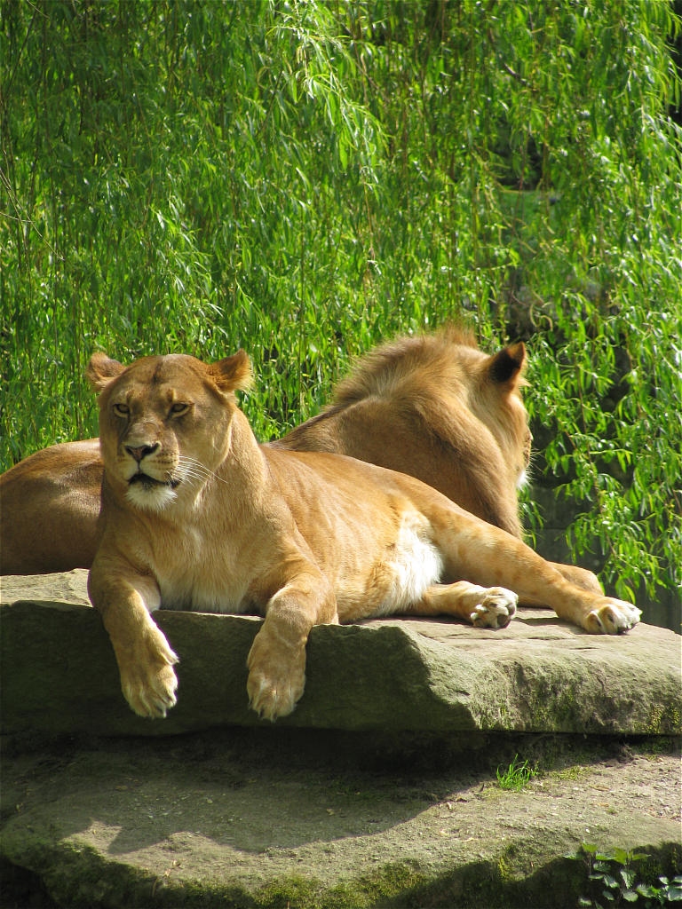 Zoo Münster