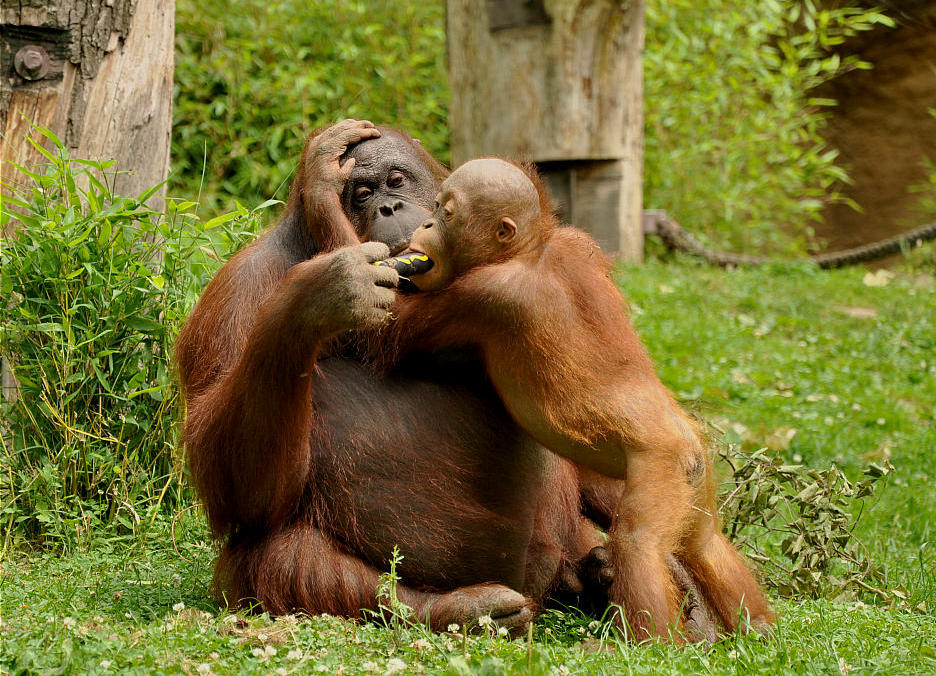 Zoo Münster