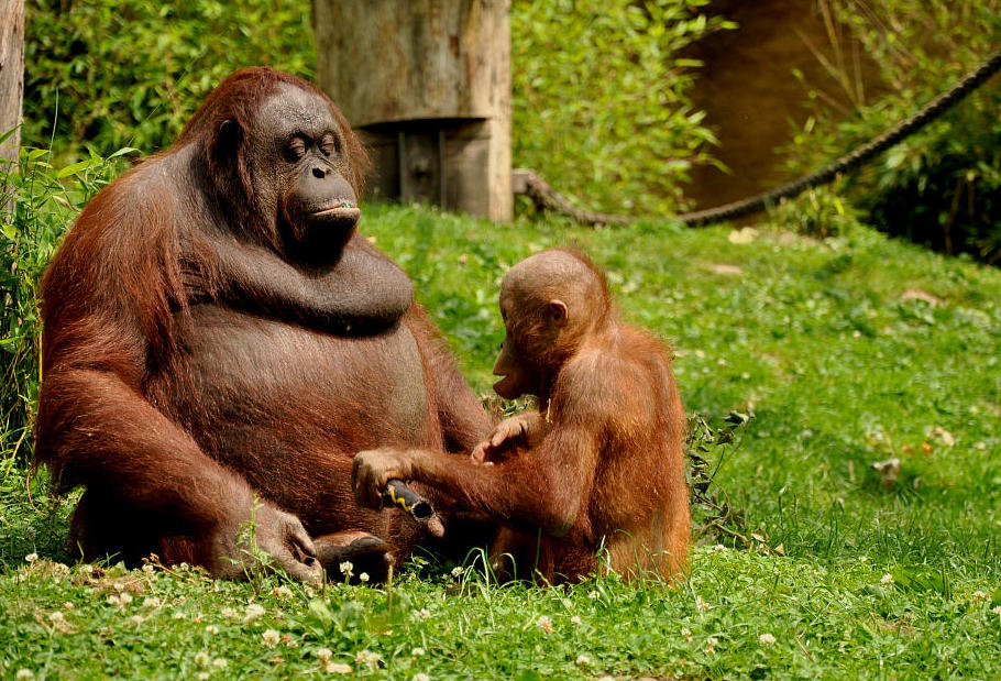 Zoo münster