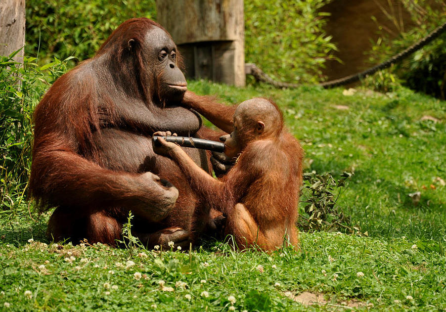 Zoo münster