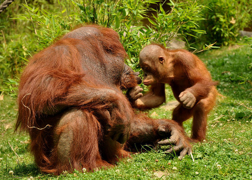 Zoo münster