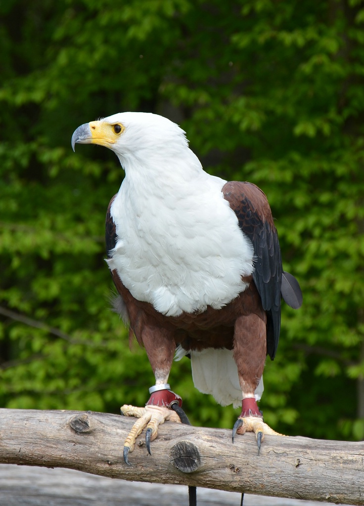 ZOO NK (49)