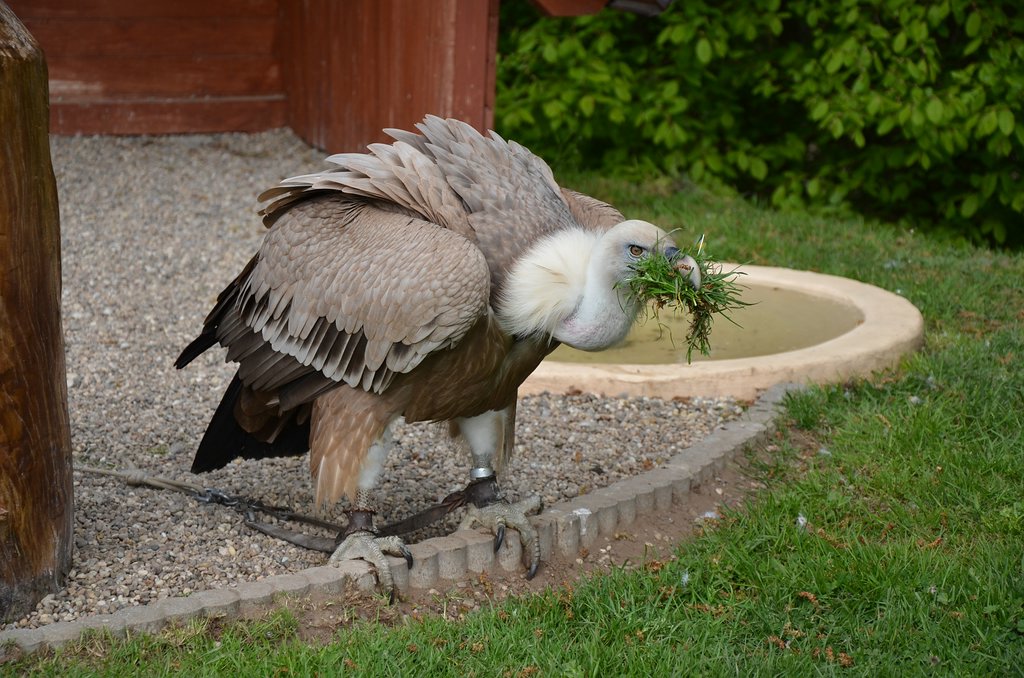 ZOO NK (68)