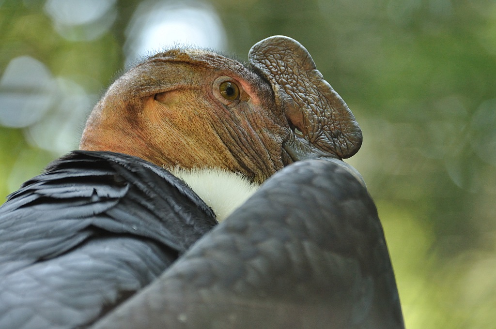 ZOO Nuernberg Condor