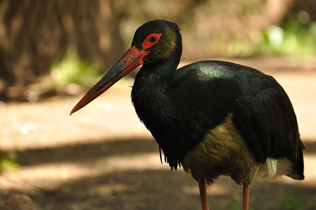 ZOO Nuernberg Schwarzstorch