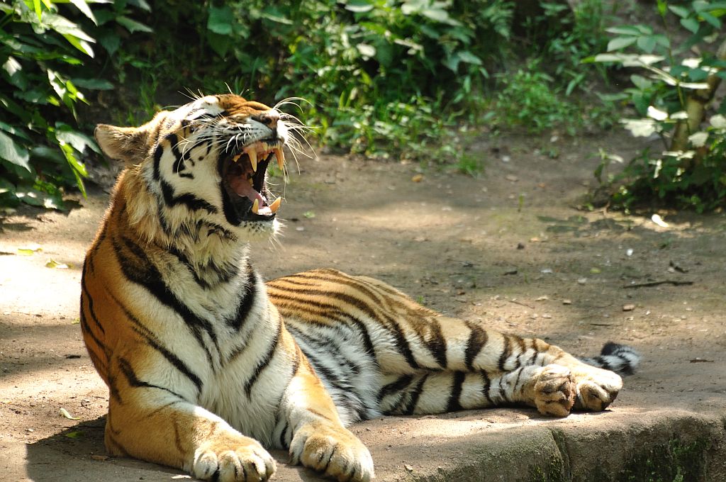 ZOO Nuernberg Tiger