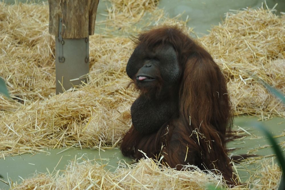 Zoo Orang 20101225 161137