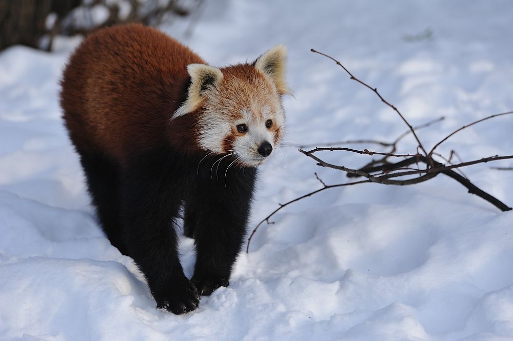 Zoo Panda 20101225 144912