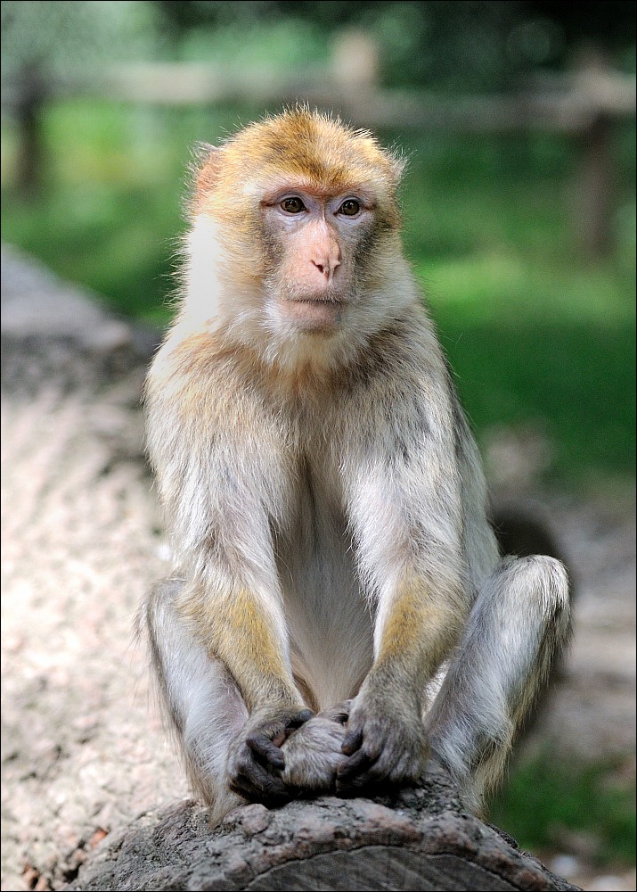 Zoo Rheine 10.07.2011