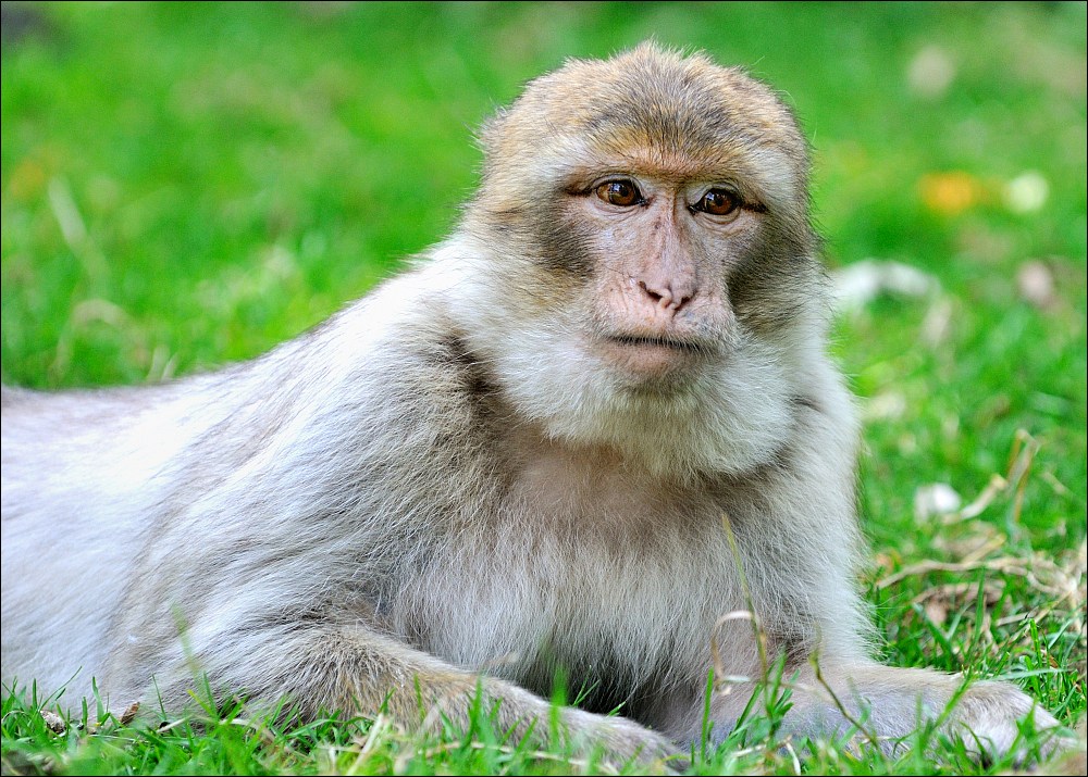 Zoo Rheine 10.07.2011