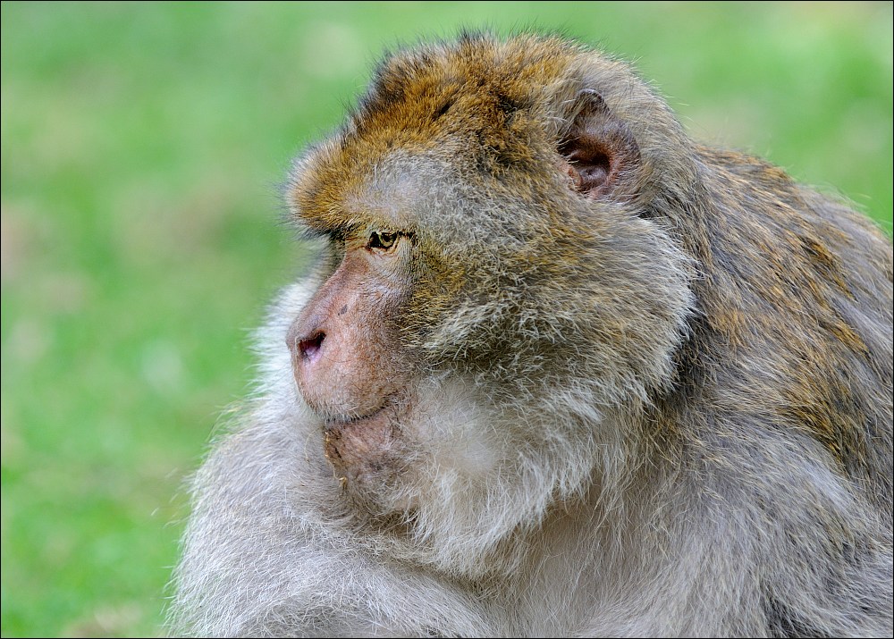 Zoo Rheine 10.07.2011