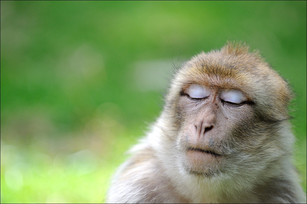 Zoo Rheine 10.07.2011