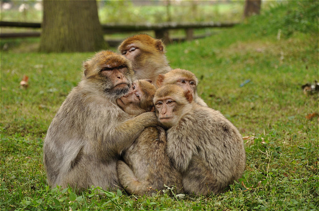 zoo Rheine