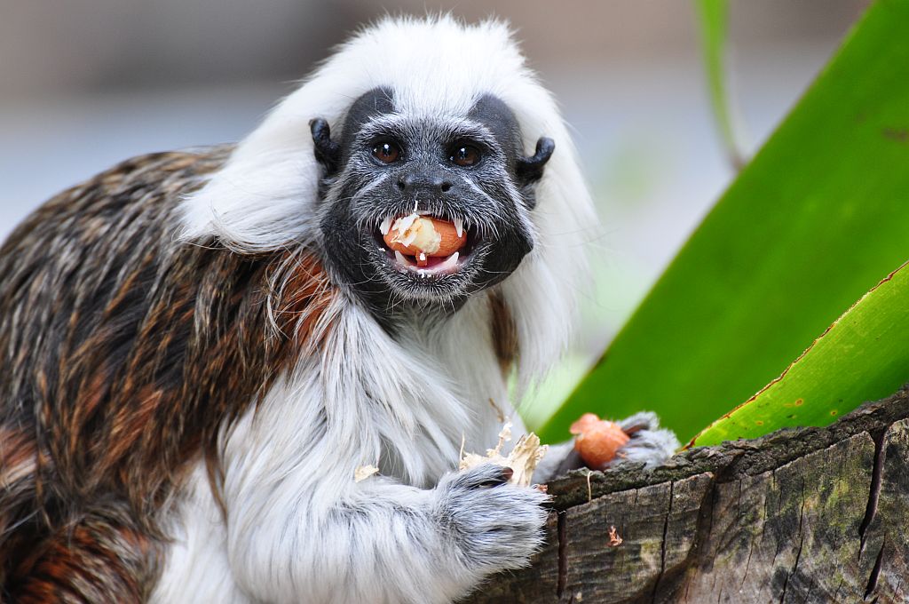 Zoo Stöckheim