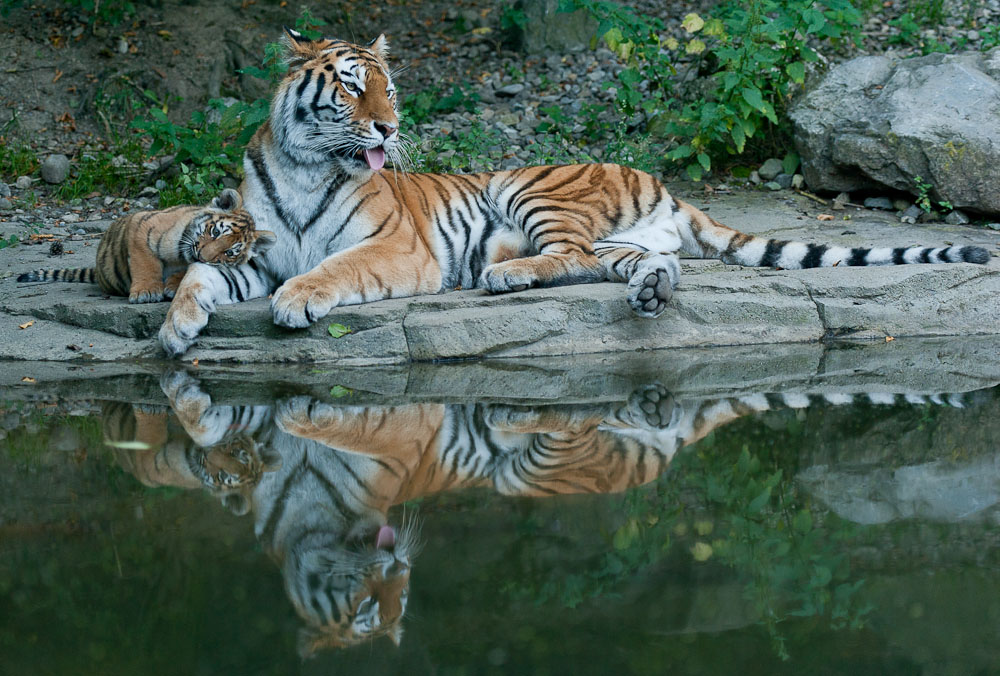 Zoo Zürich Amurtiger
