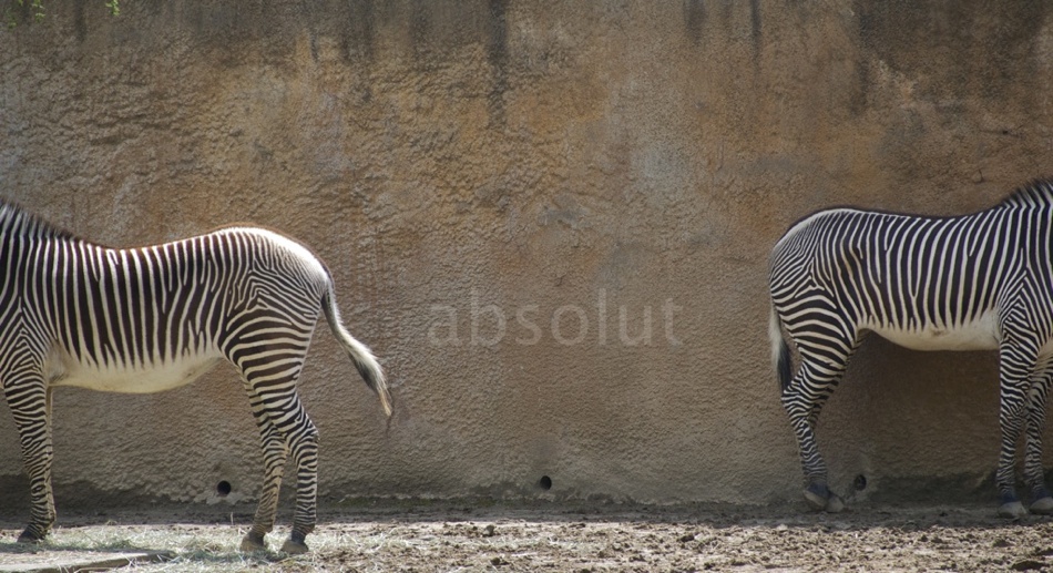 zoo