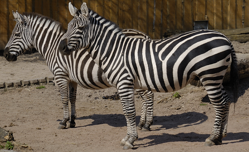Zoo