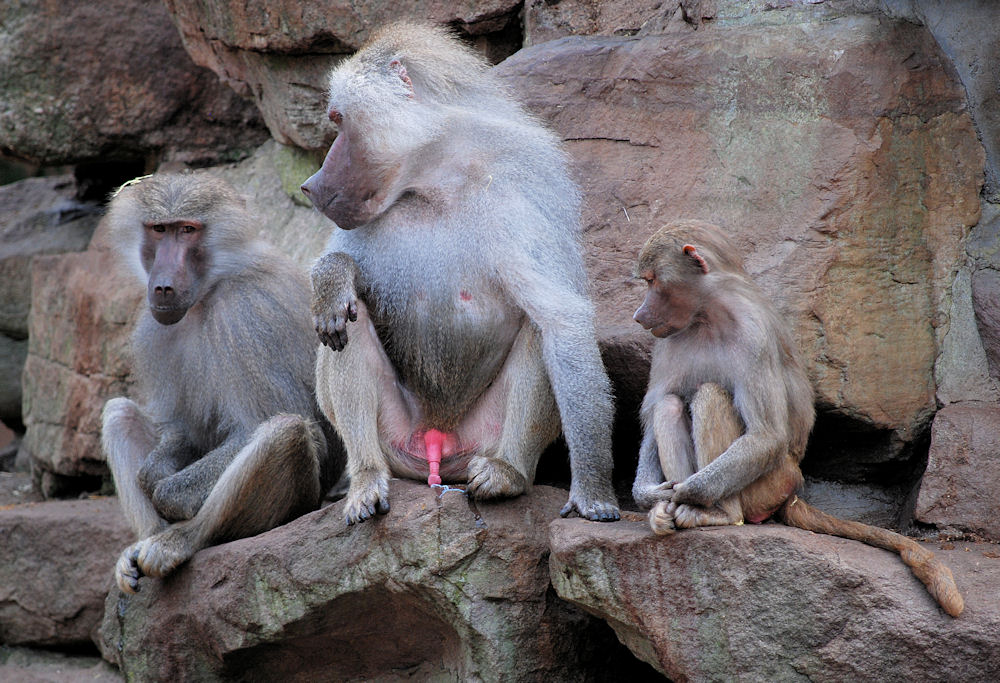 zoo