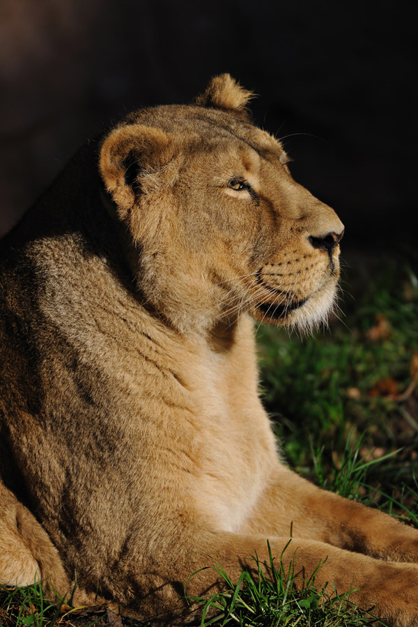 zoo11