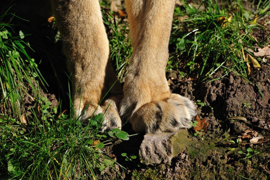 zoo14