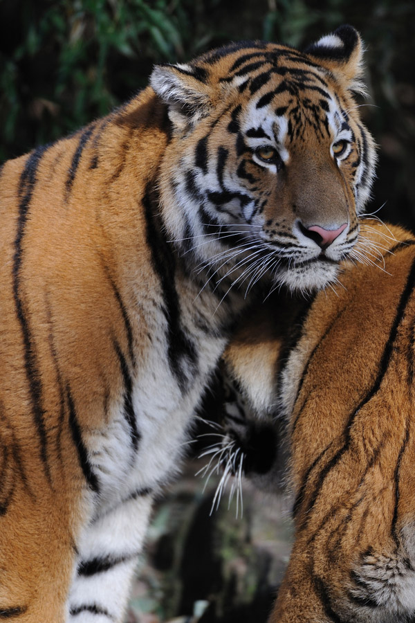 zoo15