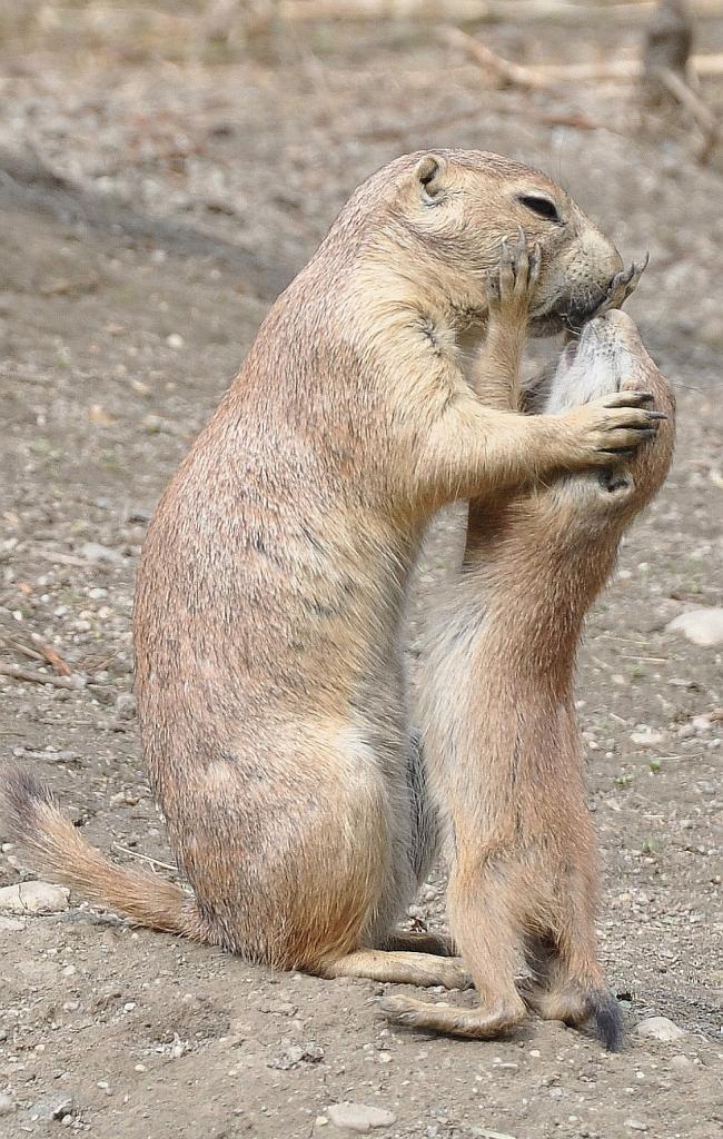Zoobesuch