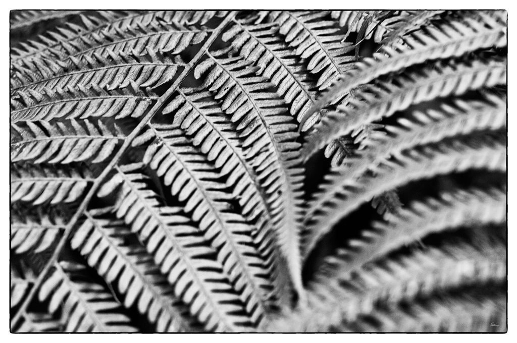 ZooDSC 0195