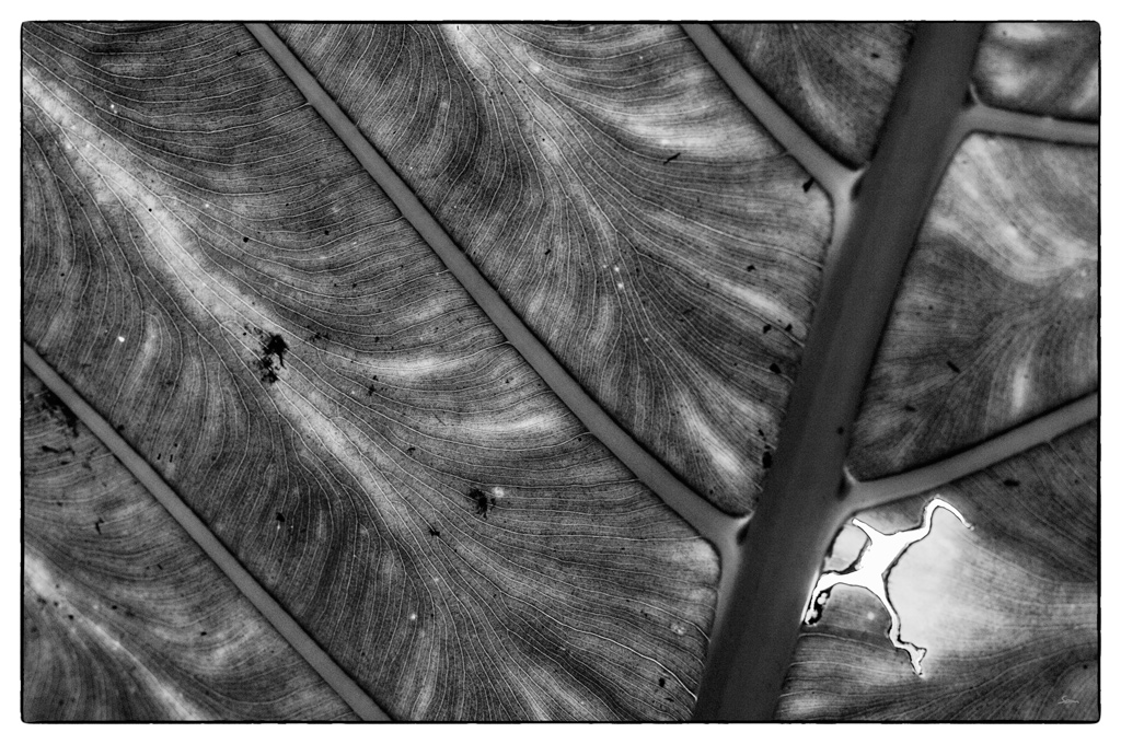 ZooDSC 0196