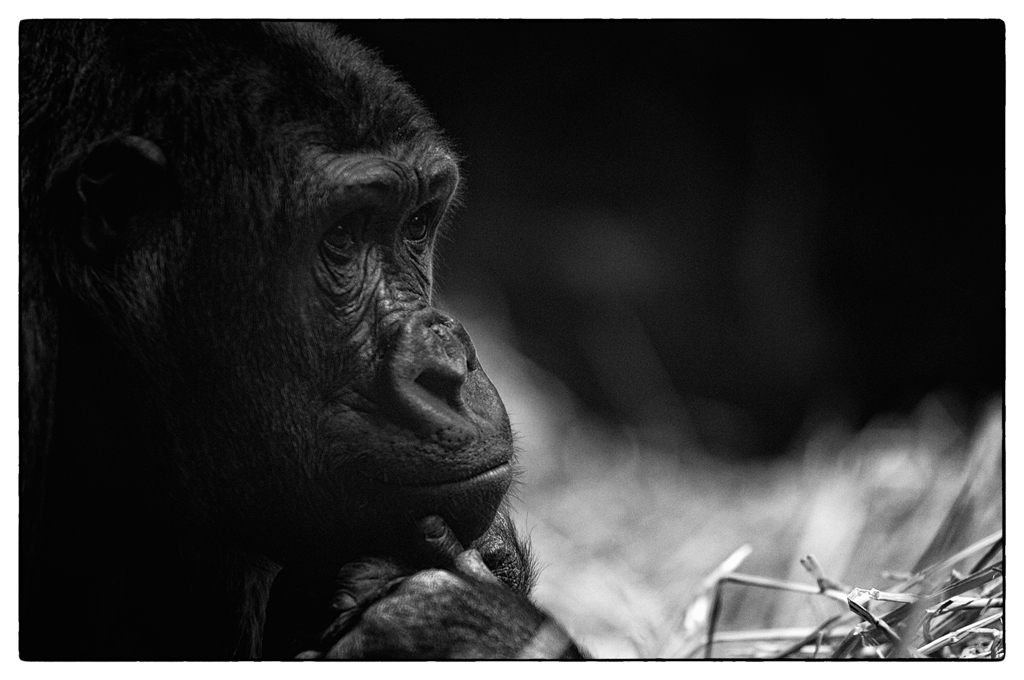 ZooDSC 0211