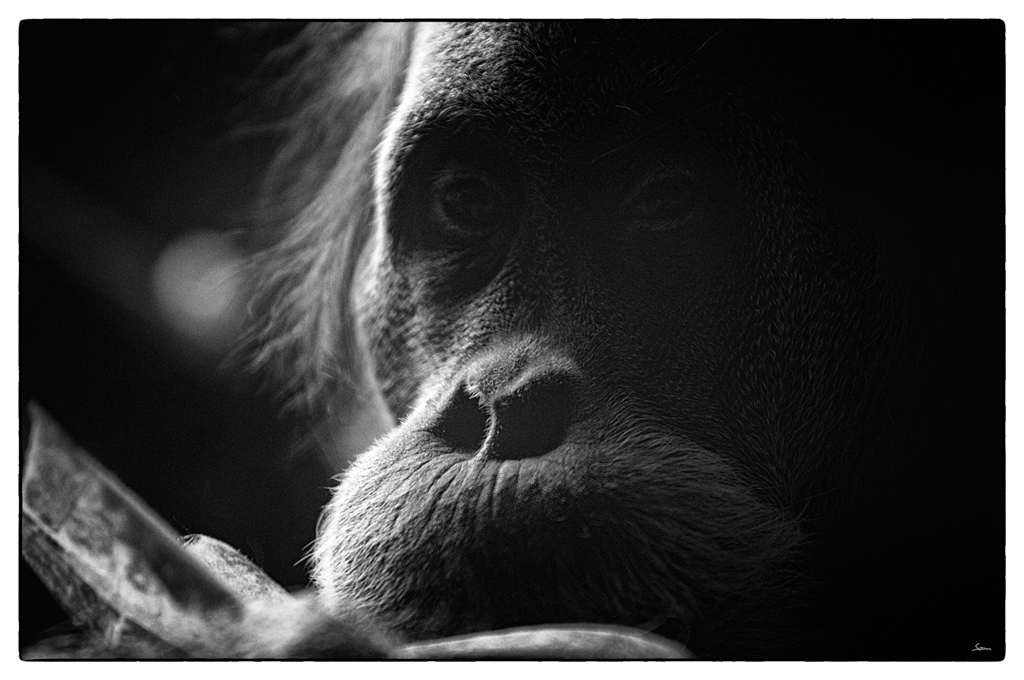 ZooDSC 0214