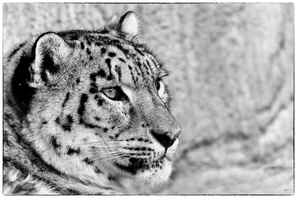 ZooDSC 8145