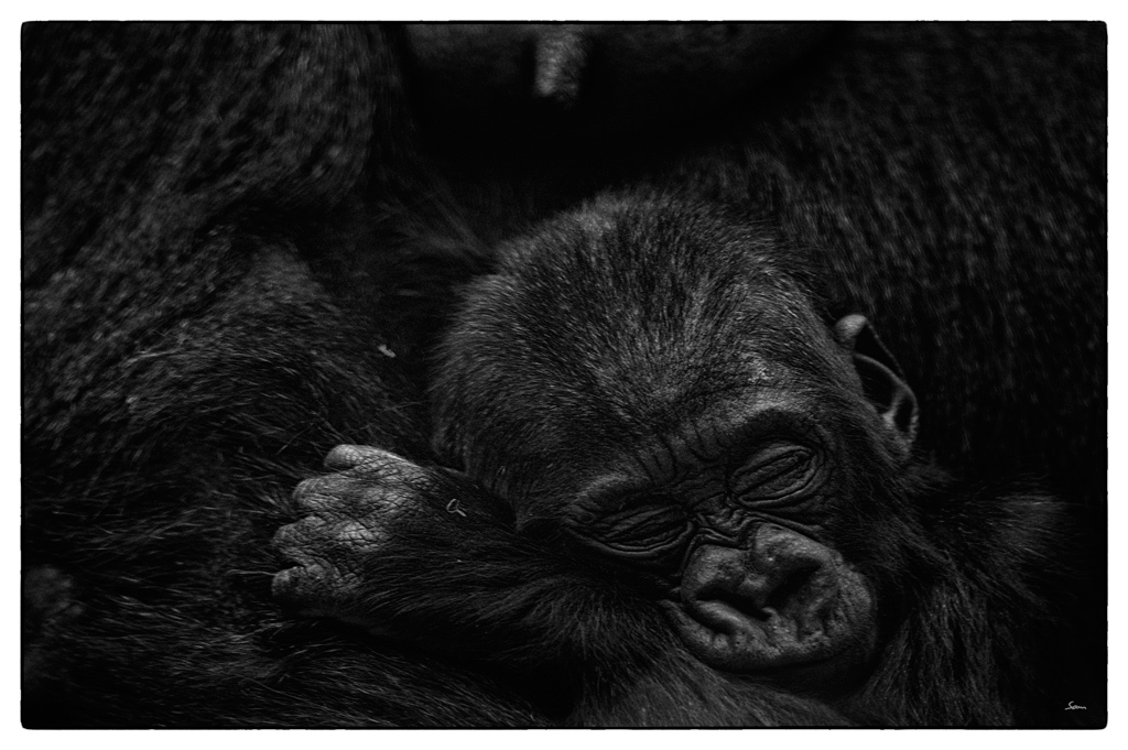 ZooDSC 8340