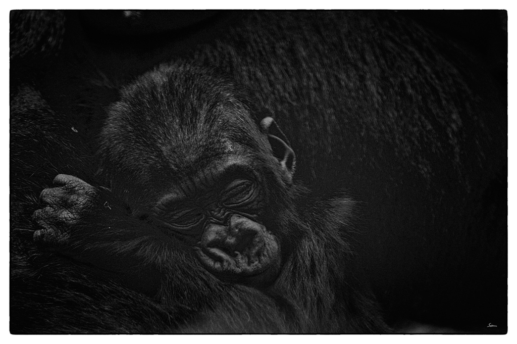 ZooDSC 8341