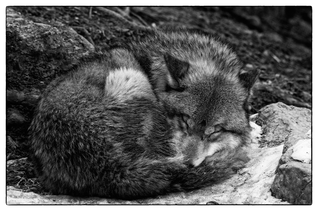 ZooDSC 8345