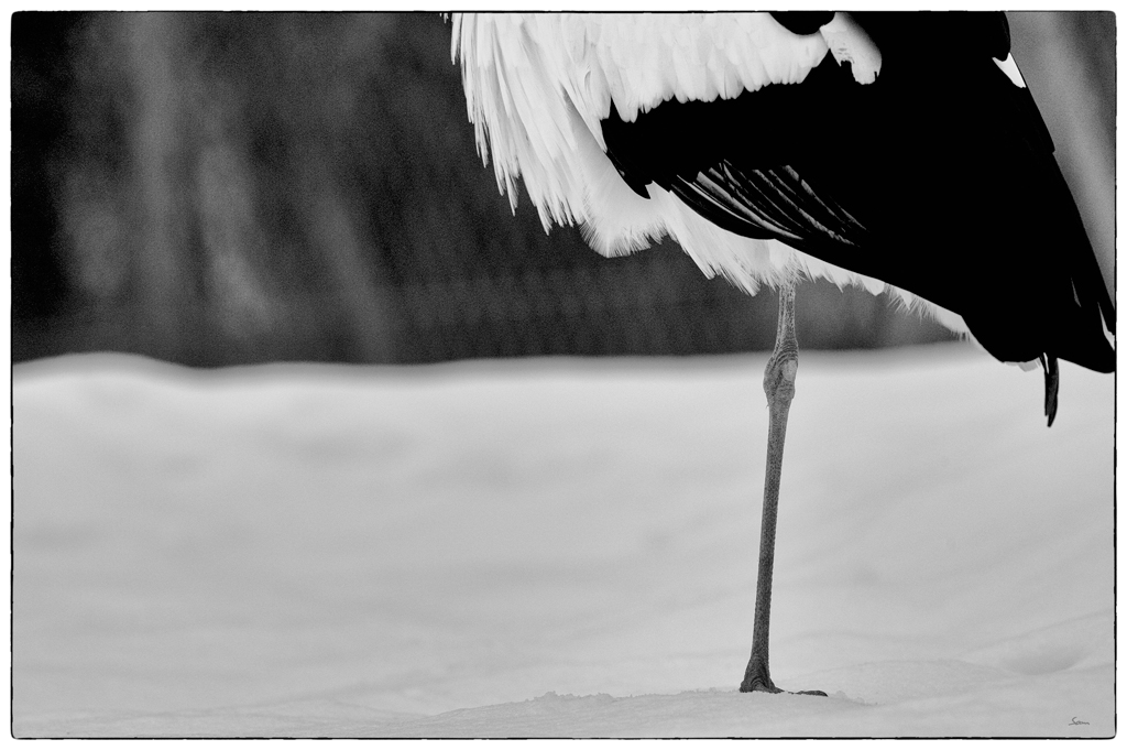 ZooDSC 8355