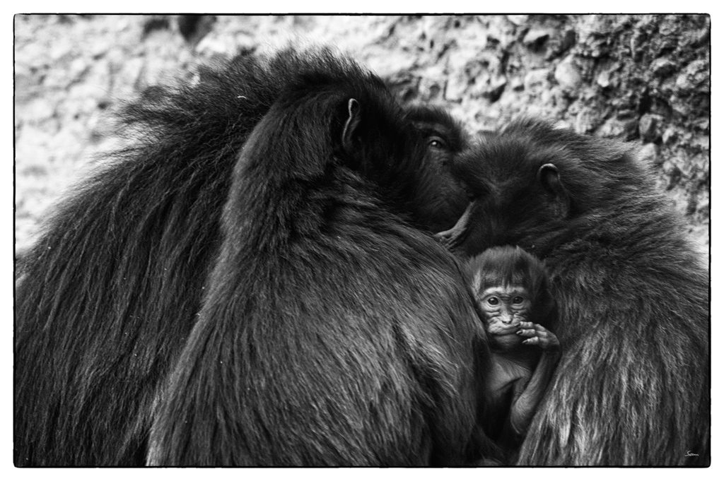ZooDSC 8357
