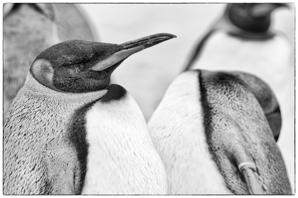 ZooDSC 8362