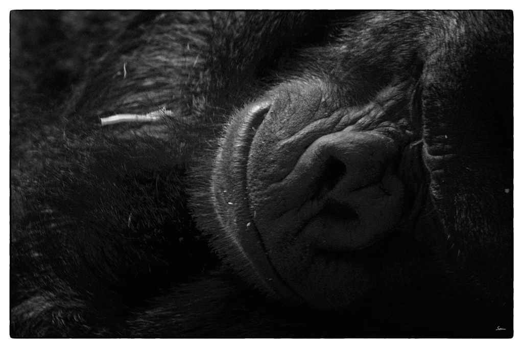 ZooDSC 8369