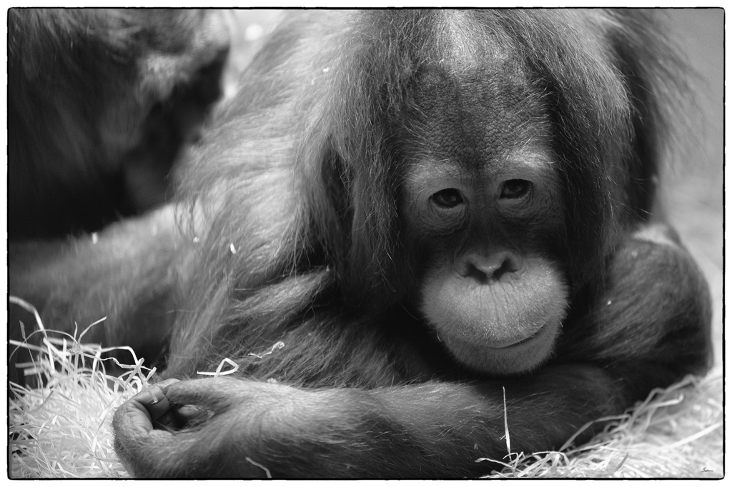 ZooPZ1 1044