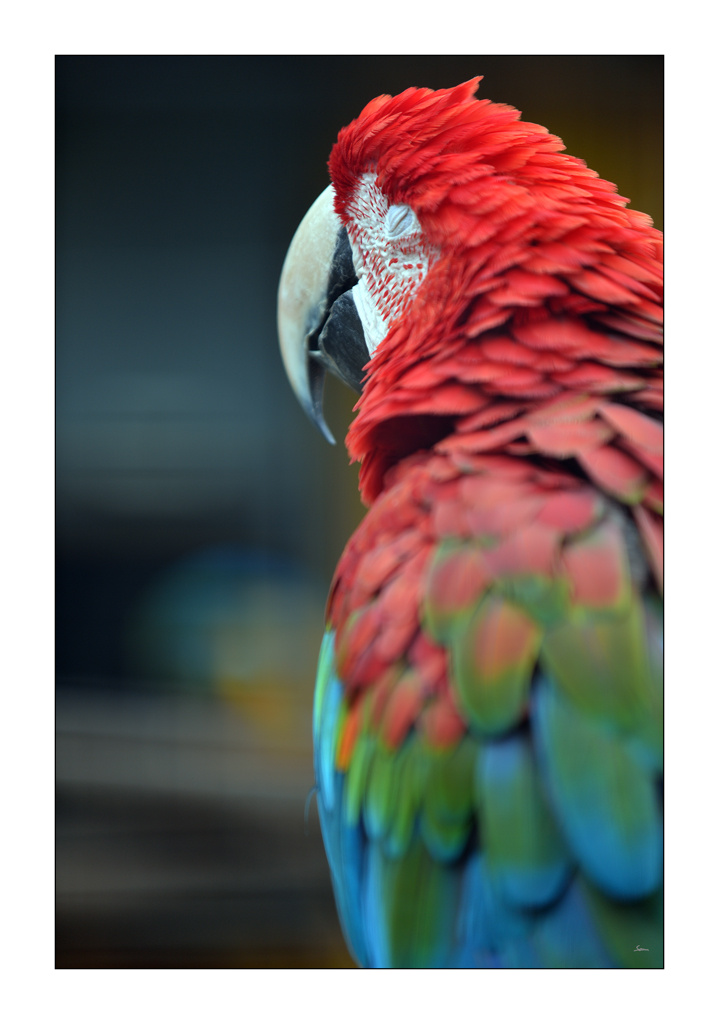 ZooPZ1 2745