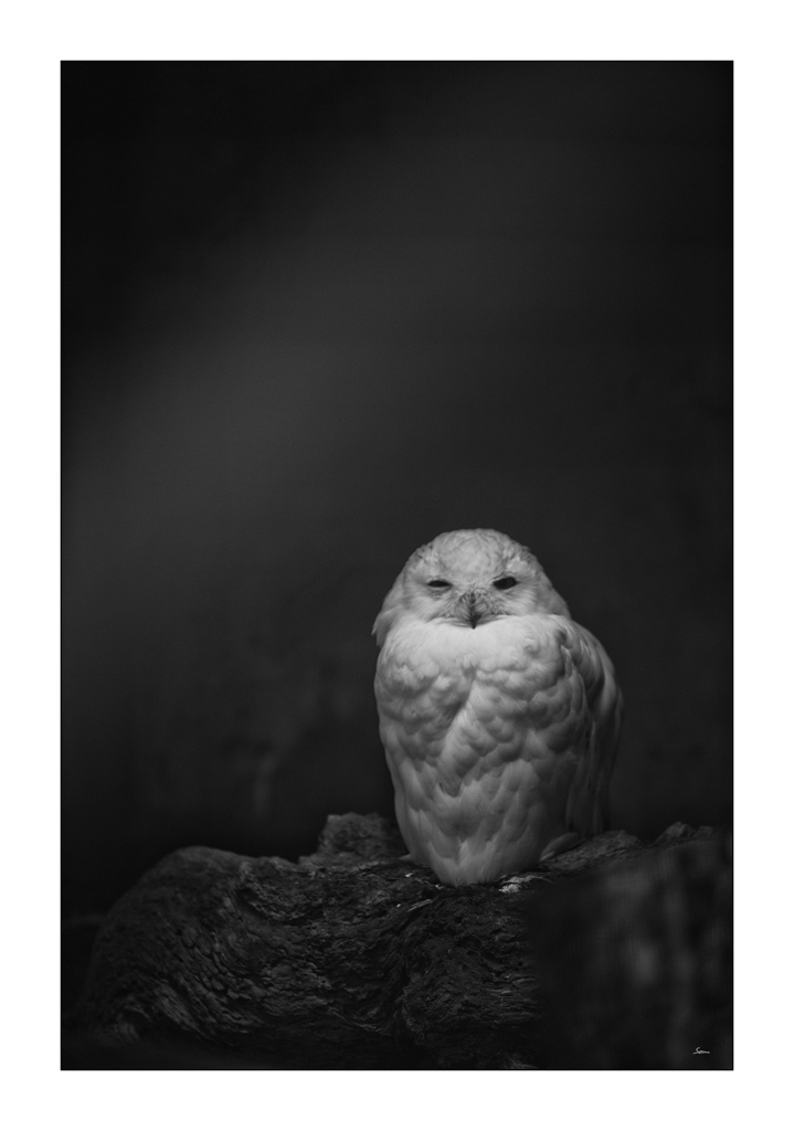 ZooPZ1 2777