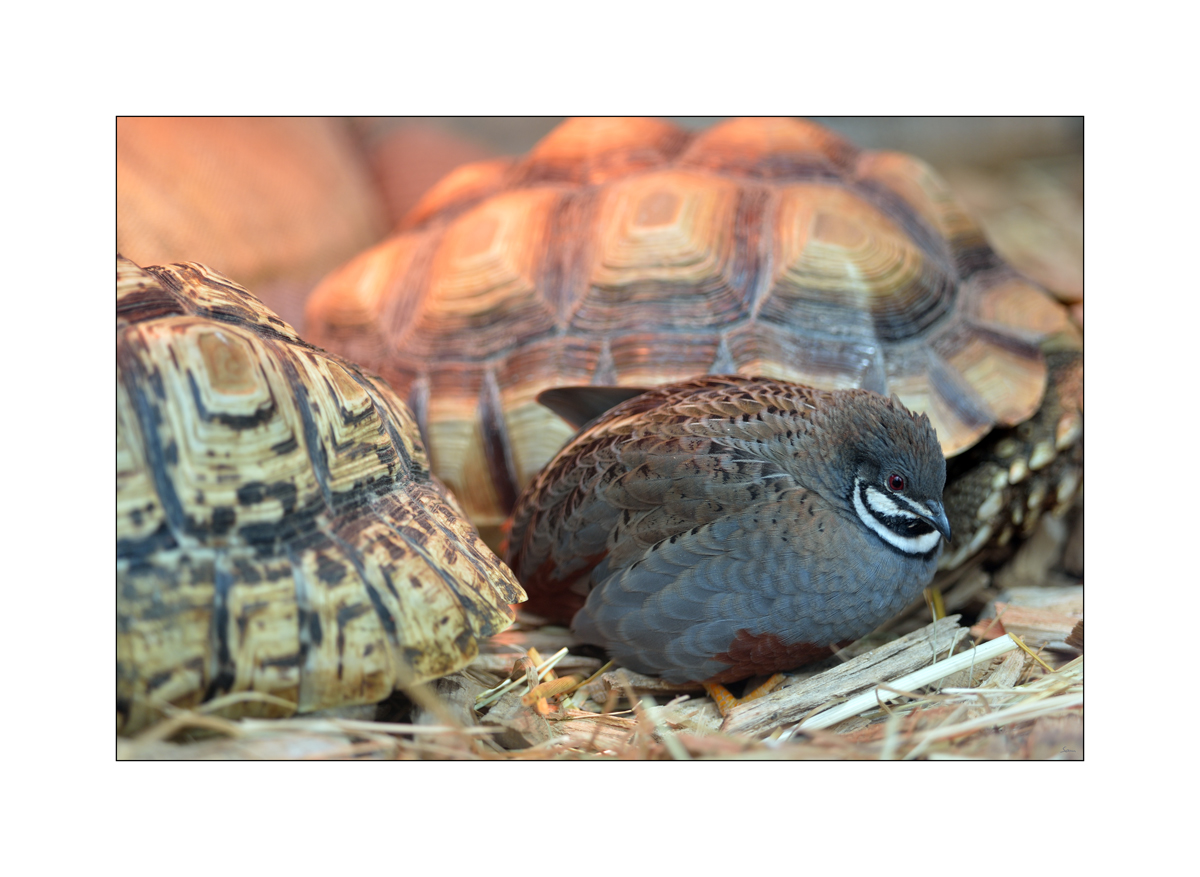 ZooPZ1 3811