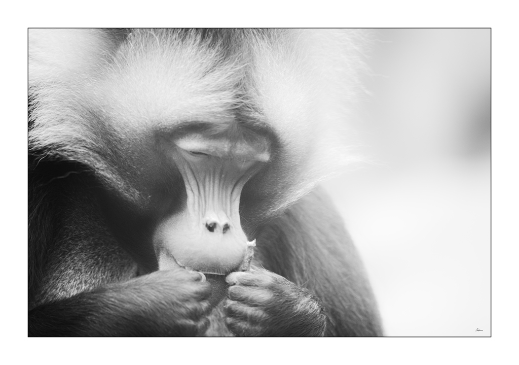 ZooPZ1 5537