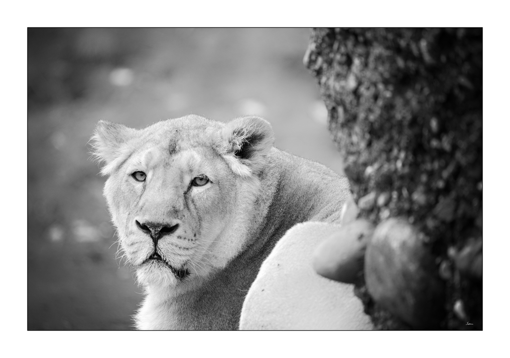 ZooPZ1 5553