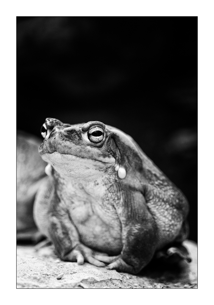 ZooPZ1 5621