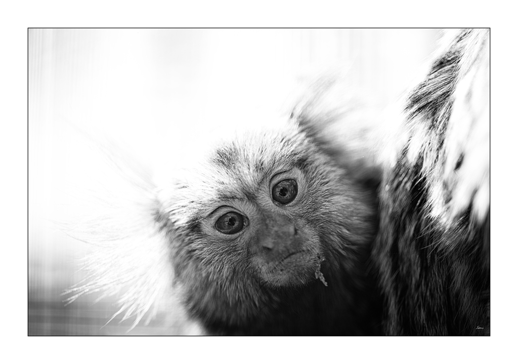ZooPZ1 5782