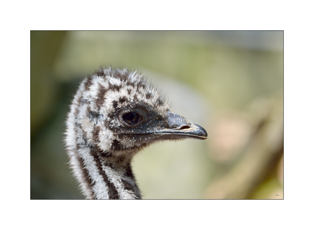 ZooPZ1 6674